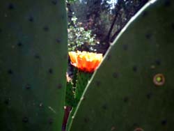 07 0610 ParkGuell